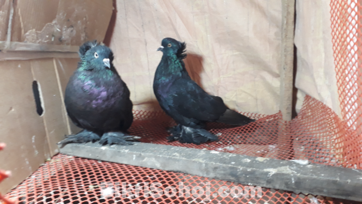 Black House Pigeon